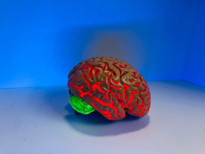 Fake red and green brain against a blue background.