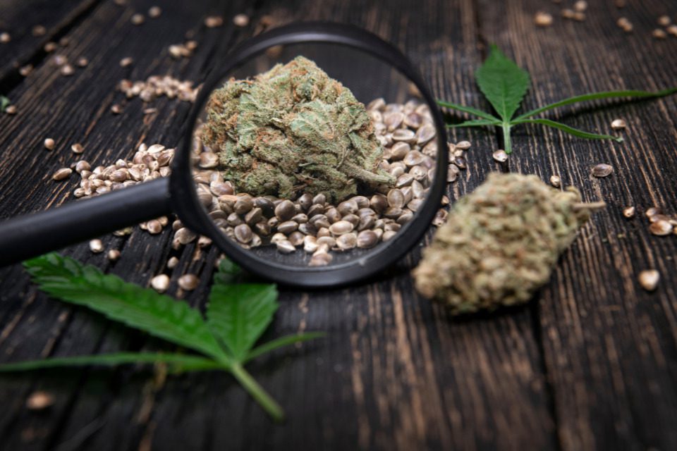 A jar of weed flower with seeds and leaves