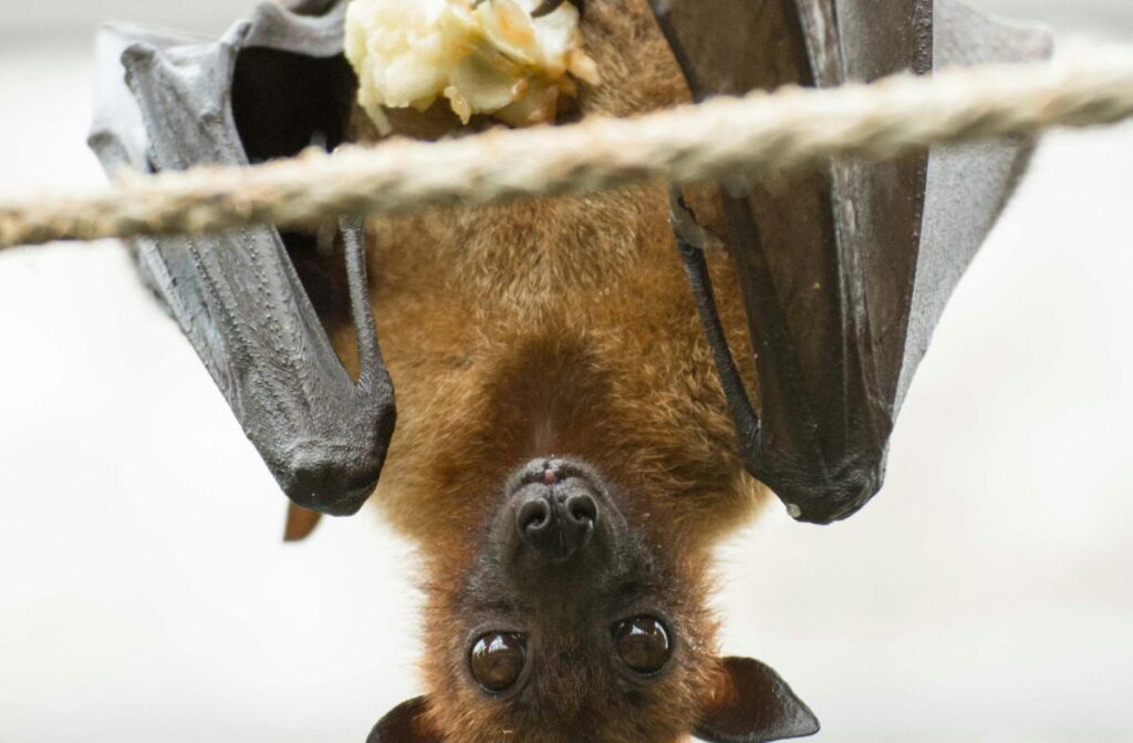 Bat hanging upside down against a white background.