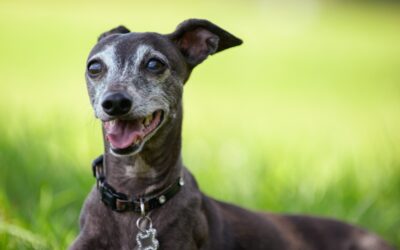 Doggone: November is National Adopt a Senior Pet Month