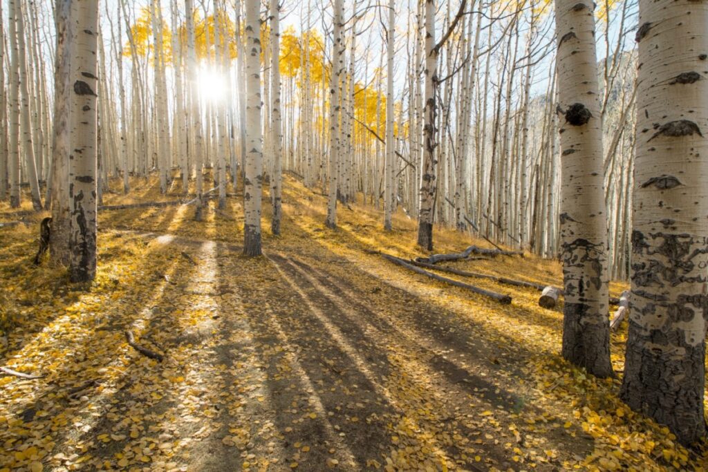 Aspen trees in Locket Meadow, Flagstaff AZ Beautiful wide angle landscape.