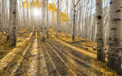 Why Flagstaff’s iconic aspen forests are dying out