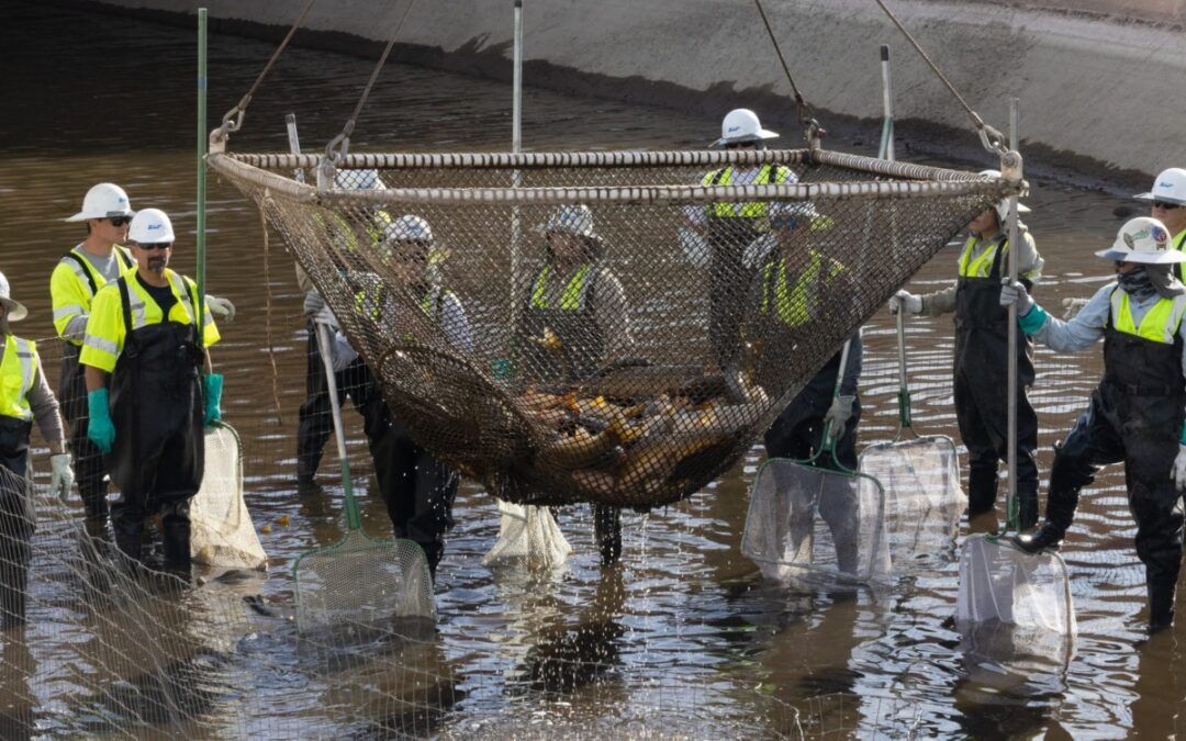 SRP employees band together to clean 10 miles of Salt River canal system