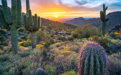 How to identify 10 common Arizona cactuses