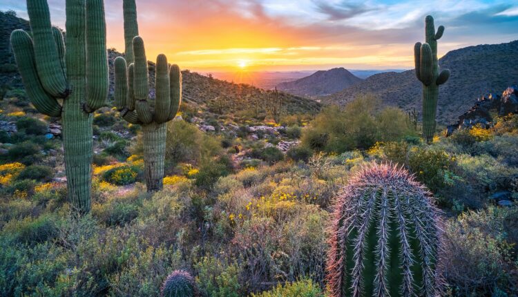 How to identify 10 common Arizona cactuses