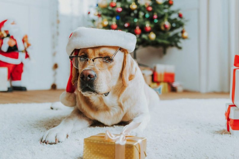 Yellow lab wearing glasses and a Santa hat with a Christmas tree in the background.