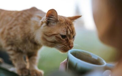 Everything you need to know about Arizona’s 4 cat cafes