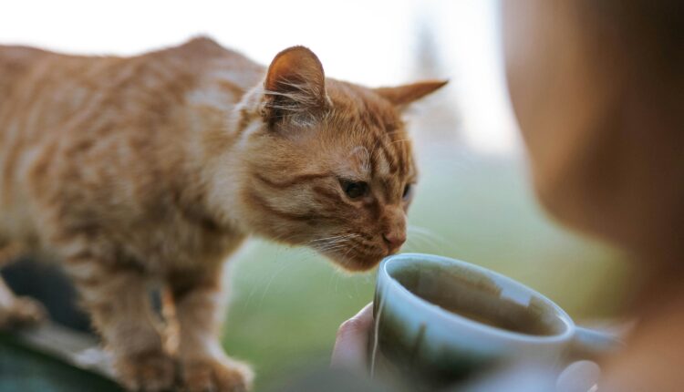 Everything you need to know about Arizona’s 4 cat cafes