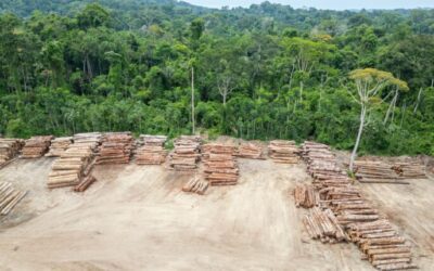 NAU research shows only 25% of tropical rainforests remain intact