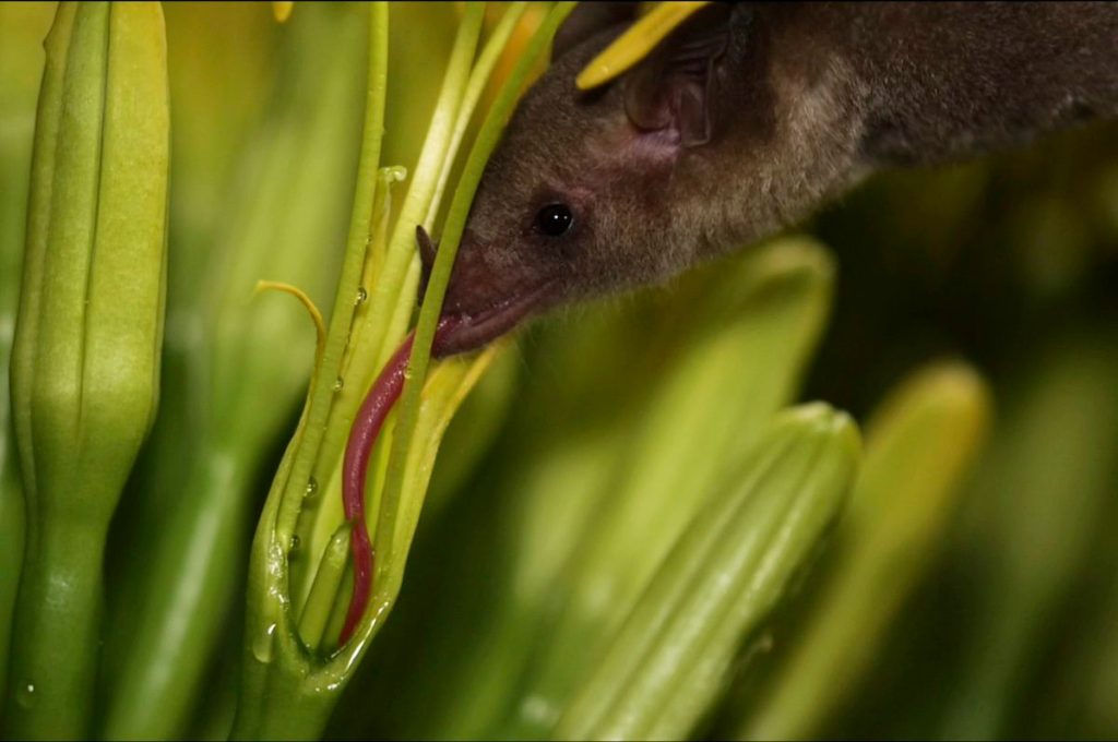 Arizona has added an endangered bat to the list of night-flying creatures that frequent the state