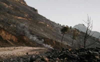 University of Arizona finds fewer forest fires lead to worse blazes