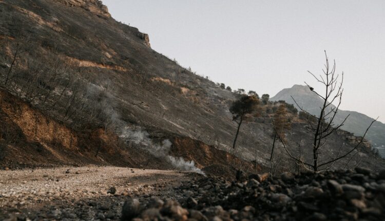 University of Arizona finds fewer forest fires lead to worse blazes