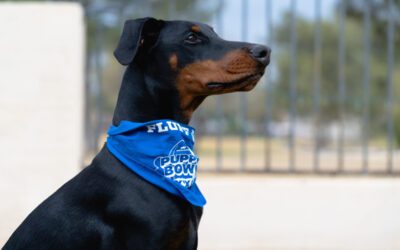 Ruff play: Felicity, a Doberman Pinscher, joins Arizona puppies at Sunday’s Puppy Bowl