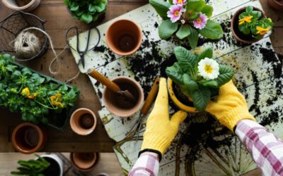 Your complete guide to container gardening in Arizona