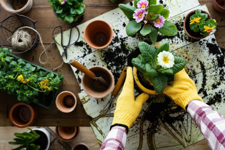 Your Complete Guide To Container Gardening In Arizona