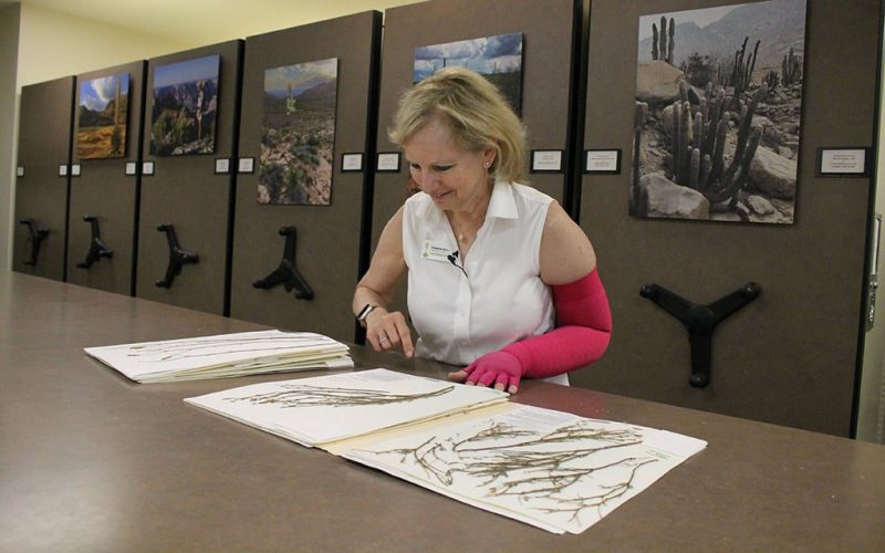 woman looking at botanical specimens on paper