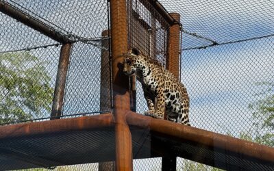 The Phoenix Zoo aims to attract more visitors with new $5.4 million big cats habitat