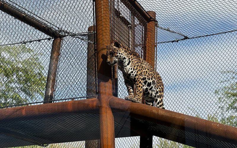 jaguar in a Phoenix Zoo enclosure