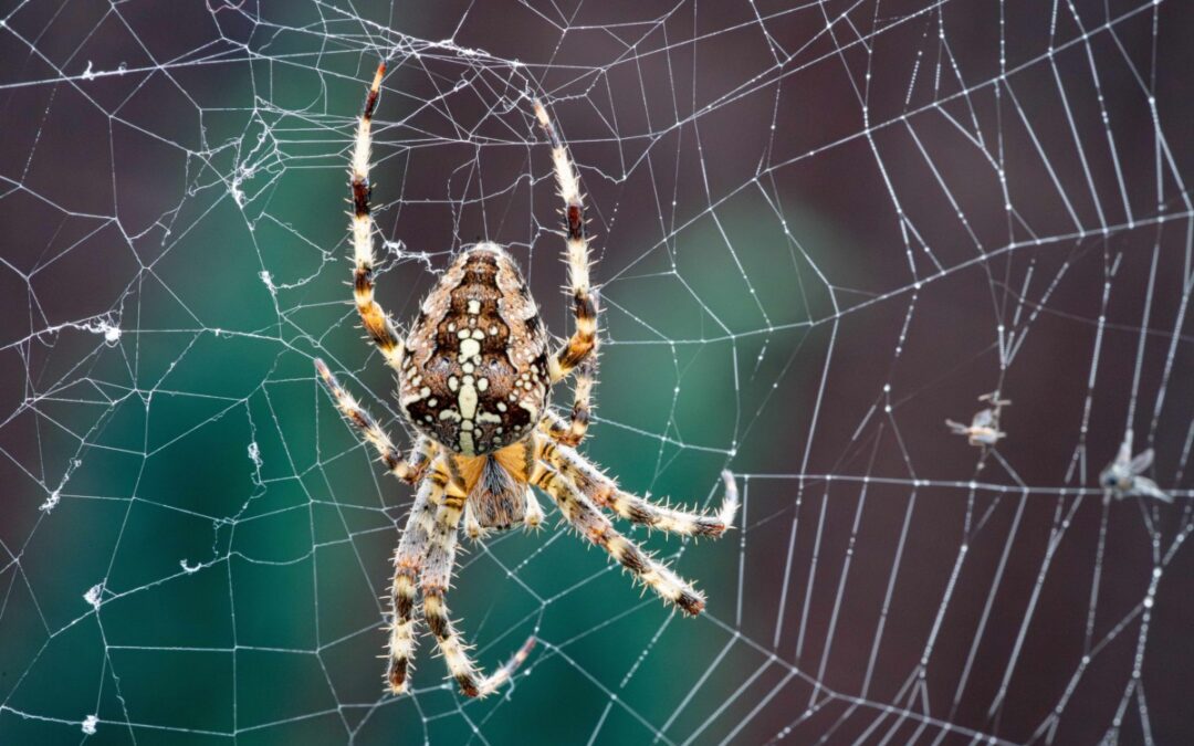 Suffer from arachnophobia? New NAU study points to a cure