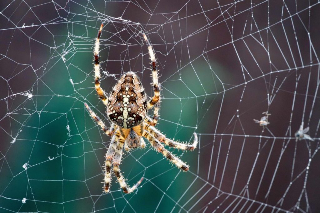 Suffer from arachnophobia? New NAU study points to a cure