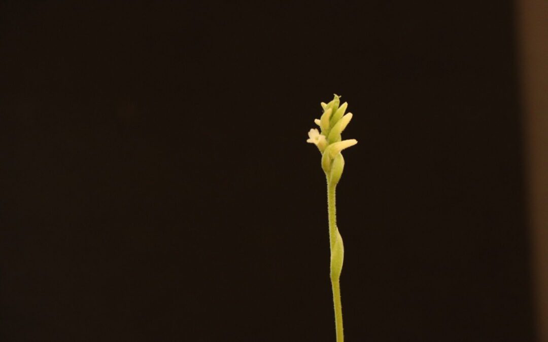 Rare endangered orchid produces first blooms in conservation project at Desert Botanical Garden