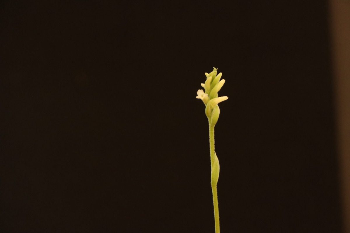Rare endangered orchid produces first blooms in conservation project at Desert Botanical Garden Rare endangered orchid produces first blooms in conservation project at Desert Botanical Garden