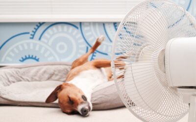 See the most extreme temperatures in Arizona history