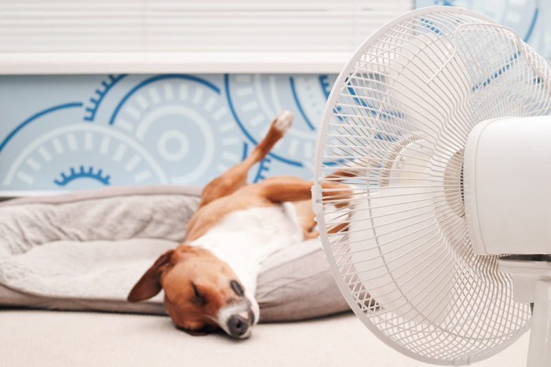 little dog lying in front of a fan