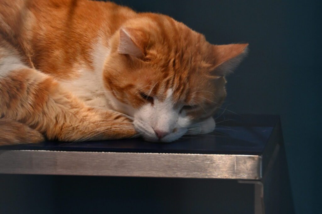 sleeping cat