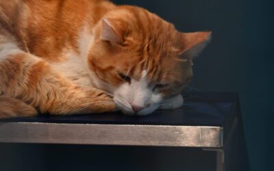 Hobbs celebrates signing of ‘Jerry’s Law,’ expanding protections against animal cruelty for Arizona pets