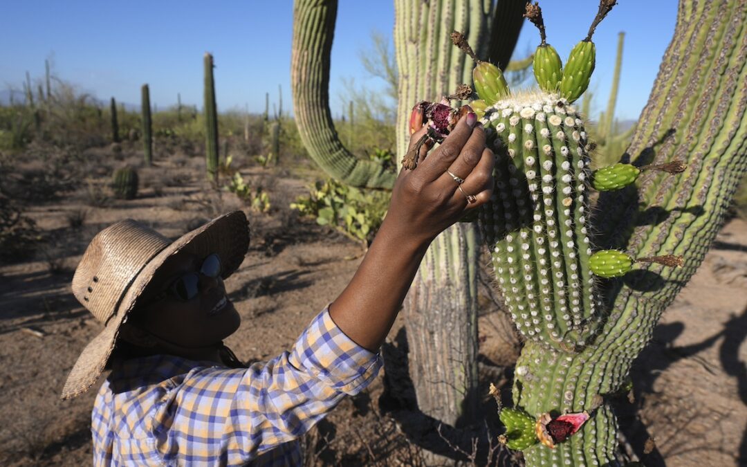 Why Tohono O’odham Nation’s centuries-old saguaro fruit harvest is experiencing a revival