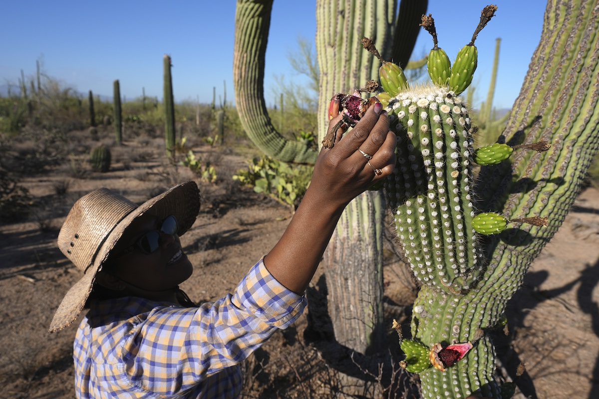 Why Tohono O’odham Nation’s centuries-old saguaro fruit harvest is experiencing a revival Why Tohono O’odham Nation’s centuries-old saguaro fruit harvest is experiencing a revival