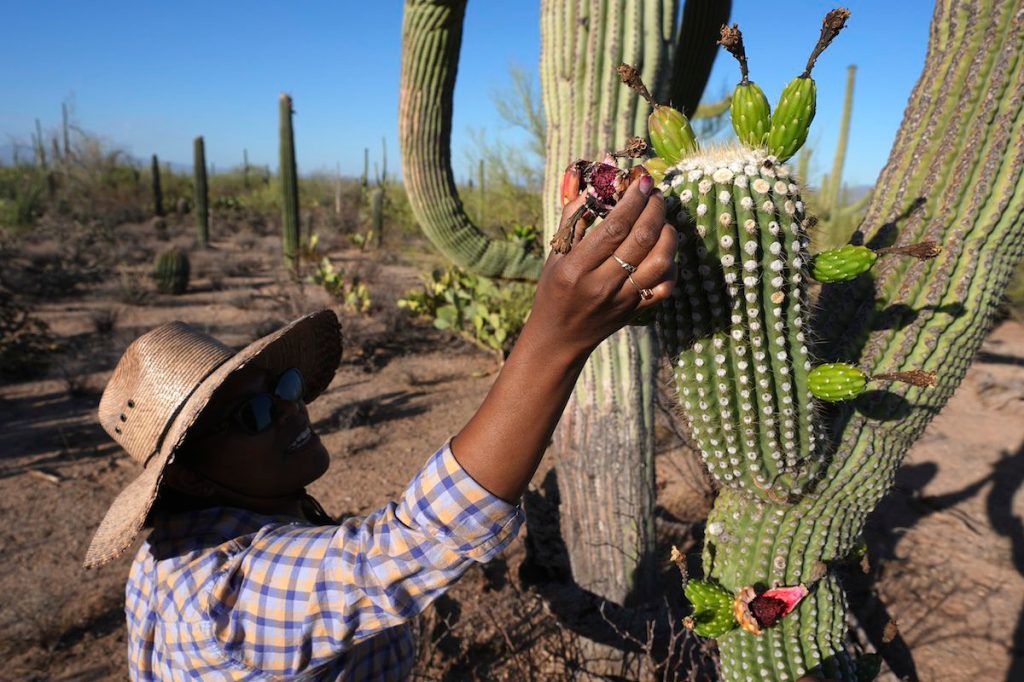 Why Tohono O’odham Nation’s centuries-old saguaro fruit harvest is experiencing a revival