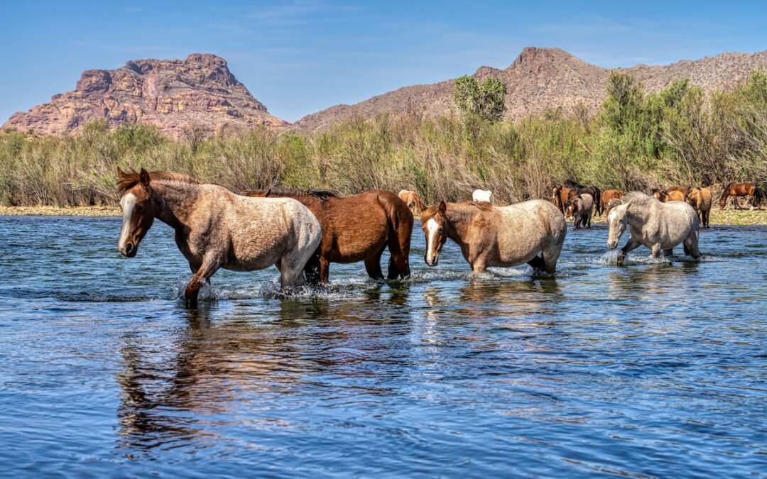 Floating the Salt River for the first time? Here are some tips