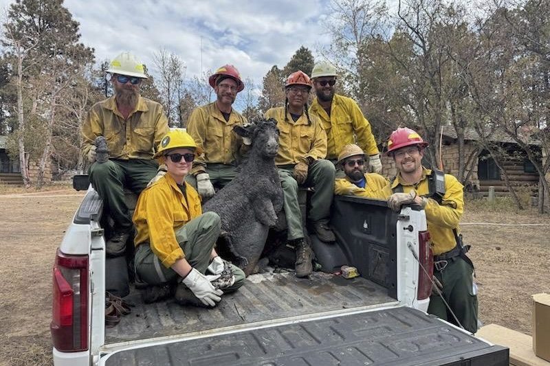 Grand Canyon Fire Brighty the Burro