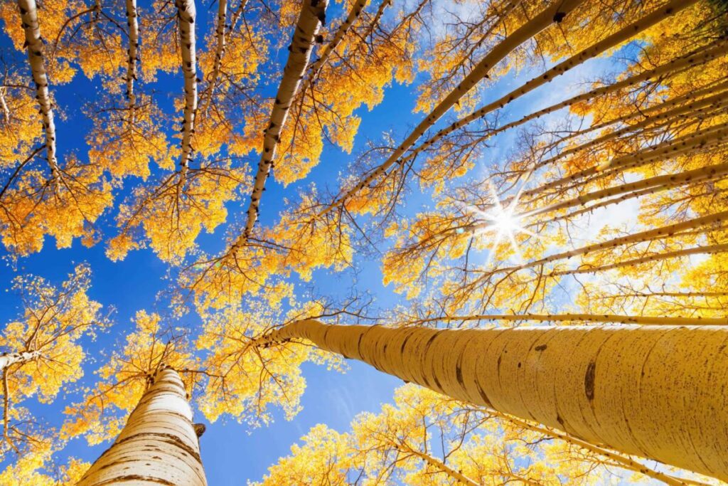 there are many places for great leaf-peeping in arizona