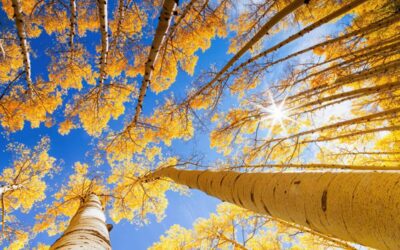 Leaf-peeping in Arizona: The state’s most scenic spots