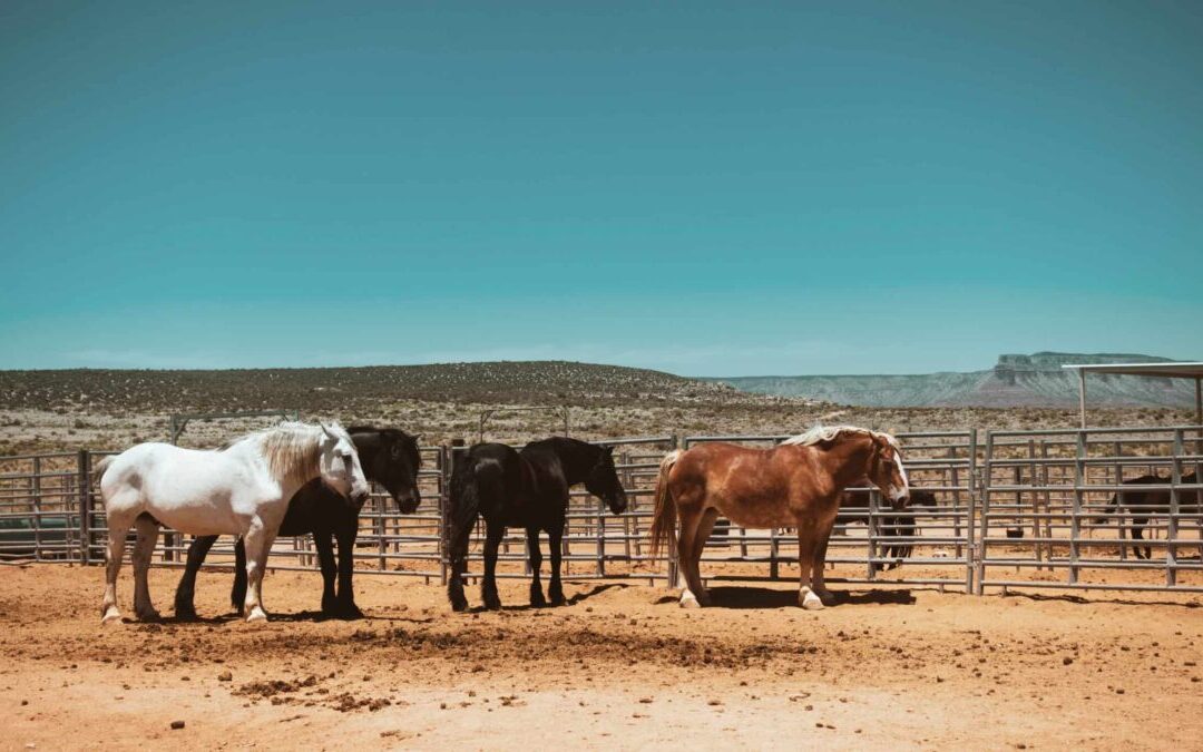 New expansion brings Black cowboy culture to Gilbert