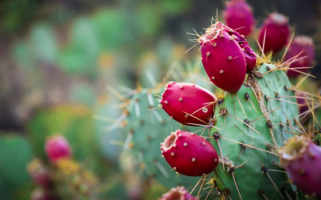 13 Arizona events to check out this weekend (Aug. 22-24)
