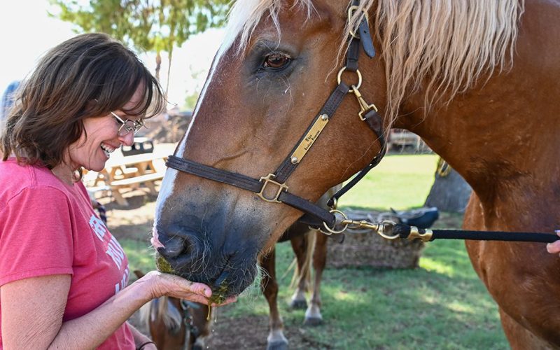 woman feeding a horse