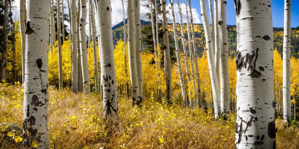 🍂 Your AZ fall guide: Where and when to see the leaves