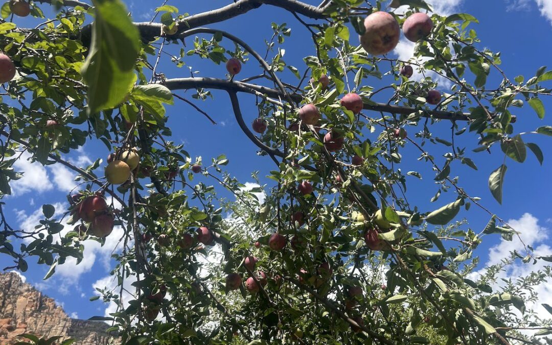 Why apple picking in Sedona is the perfect fall afternoon
