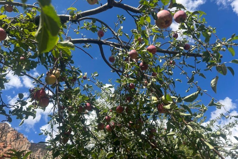 apple tree under blue sky