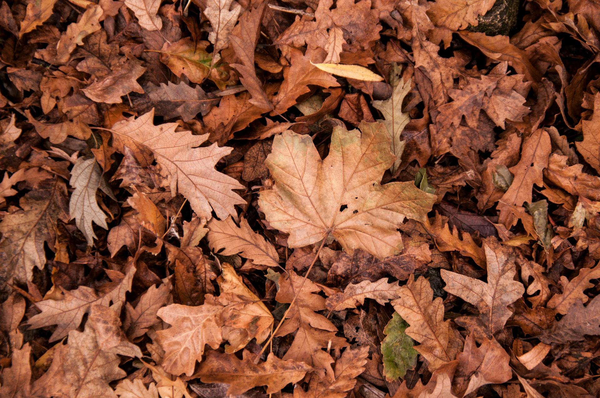 Dried fall leaves on the ground.