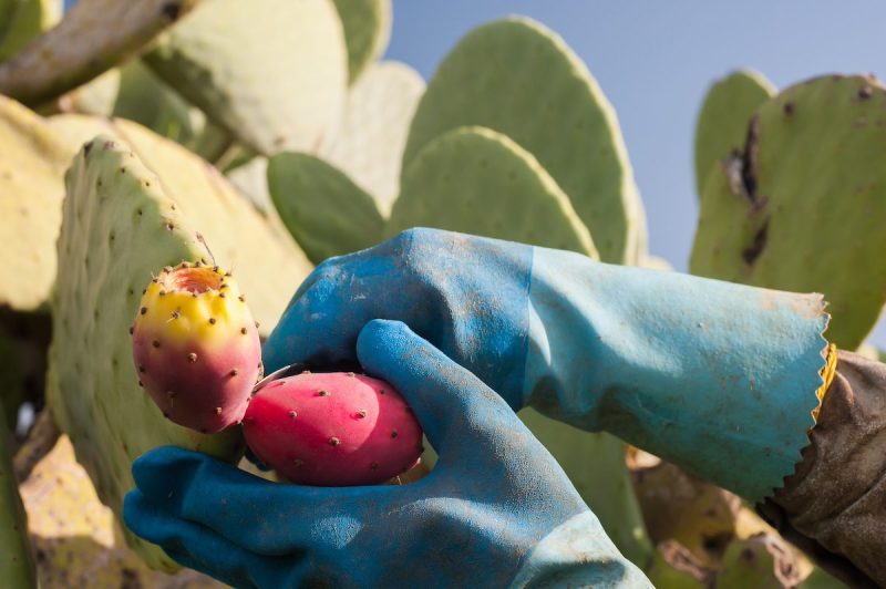 Close up view of a picker's hands with gloves while picking a prickly pear from a cactus plant