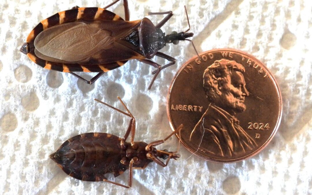 Here’s what to know about kissing bugs and Chagas disease in Arizona