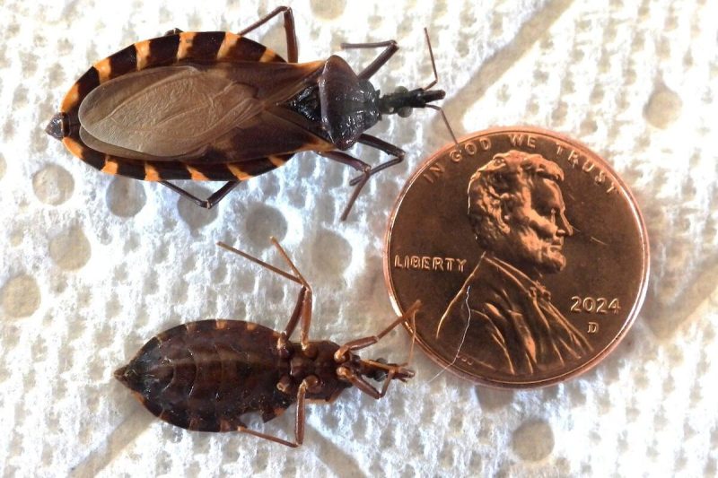 kissing bugs next to a penny