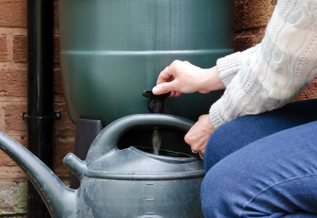 Rainwater harvesting grows in the Southwest to nourish thirsty gardens in a hotter world