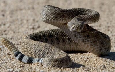 Too hot for rattlesnakes? Reptiles, cactuses struggle in Arizona’s extreme heat