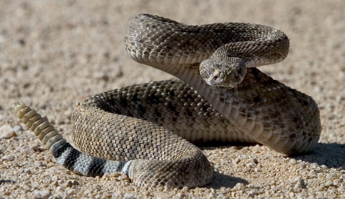 Too hot for rattlesnakes? Reptiles, cactuses struggle in Arizona’s extreme heat
